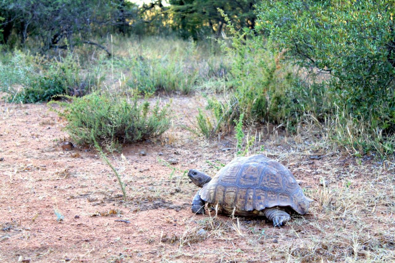 Ndlovu Tiny Dinokeng Klipdrift